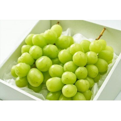 朝採れ シャインマスカット 1.2kg (2～3房) 山梨県甲州市 【令和6年産先行受付】数量限定