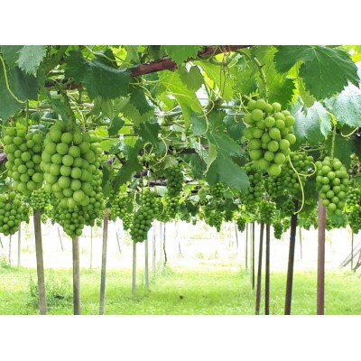 朝採れ シャインマスカット 1.2kg (2～3房) 山梨県甲州市 【令和6年産先行受付】数量限定