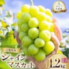 朝採れ シャインマスカット 1.2kg (2～3房) 山梨県甲州市 【令和7年産先行受付】数量限定