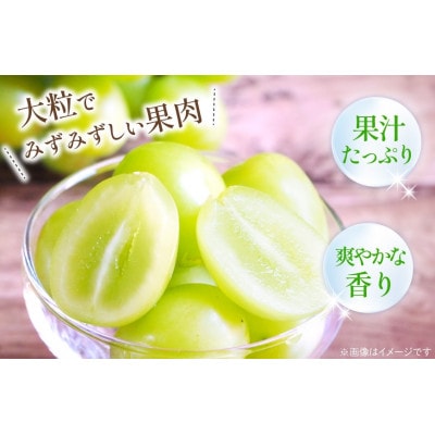朝採れシャインマスカット 2.5kg (3～6房) 山梨県甲州市【令和7年産 先行受付】数量限定