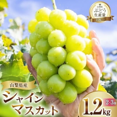 【2026年発送 先行受付】山梨県甲州市産 朝採れ シャインマスカット 1.2kg (2～3房)