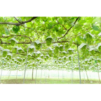 <2025年先行受付> 甲州市産 粒詰めシャインマスカット 約500g