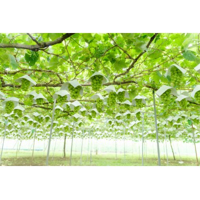 <2025年先行受付>甲州市産 粒詰めシャインマスカット 約2kg
