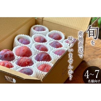 <2025年先行受付>甲州市産 ご家庭用 貴陽 約3kg(14～20個)