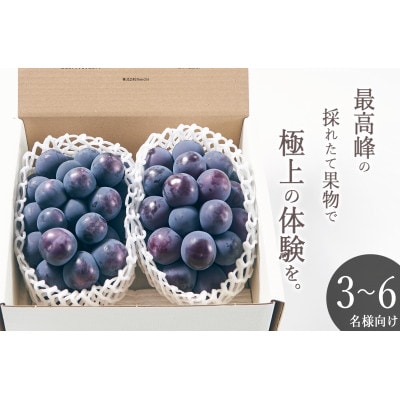 【先行予約2025年】甲州市産 種無し大粒ピオーネ2房入り　約1.1kg