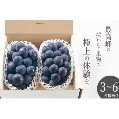 【先行予約2025年】甲州市産 種無し大粒巨峰 2房入り　約1kg