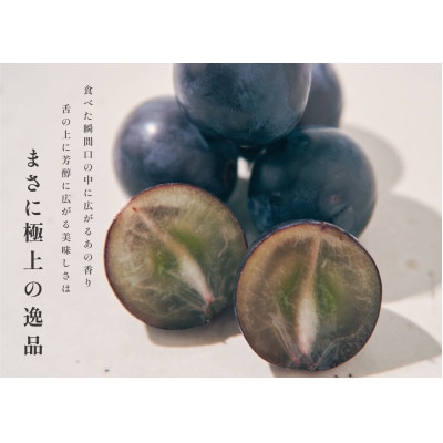【先行予約2025年】甲州市産 種無し大粒巨峰 2房入り　約1kg
