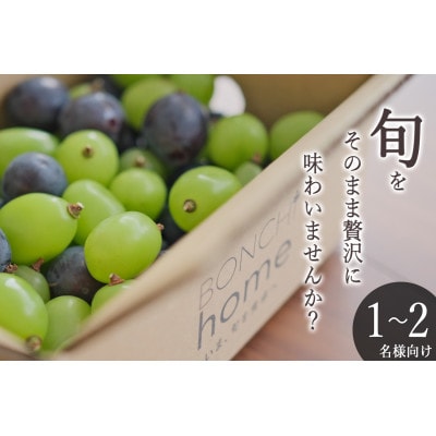 【先行予約2025年】甲州市産 粒詰めブドウMIX(シャインマスカット×ピオーネ)約500g