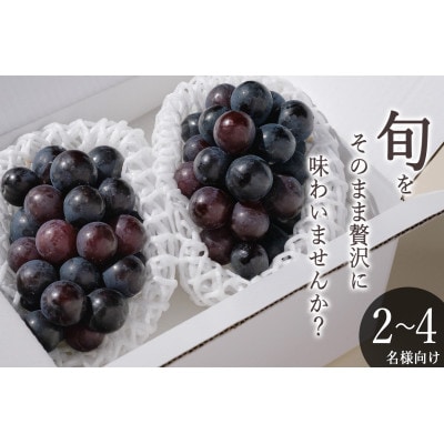 【先行予約2026年】甲州市産 種無しピオーネ 2房入(約900g)