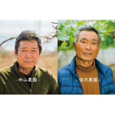 【先行予約2026年】甲州市産 種無しピオーネ 2房入(約900g)