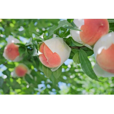 【2026年先行受付】甲州市産  桃 2kg(5～8個入)