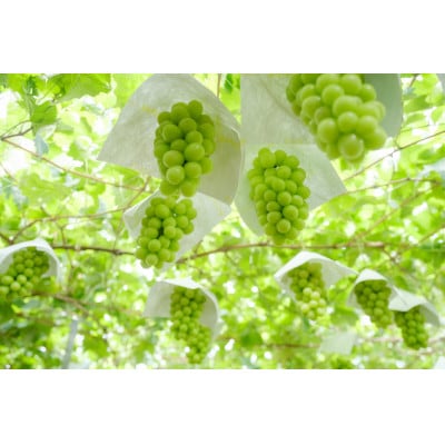 【先行予約2026年】甲州市産 シャインマスカット 2房入(約1.1kg)