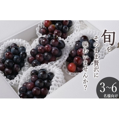 【先行予約2026年】甲州市産 種無しピオーネ 4～5房入(約1.8kg)