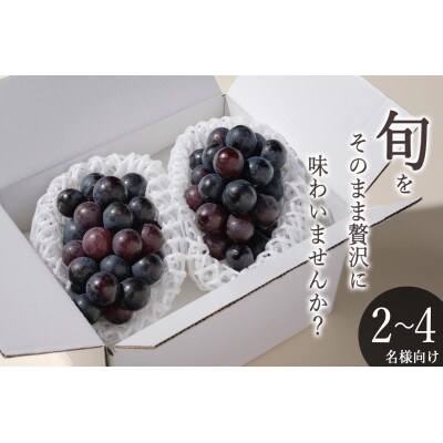 【先行予約2026年】甲州市産 種無し巨峰 2房入(約900g)