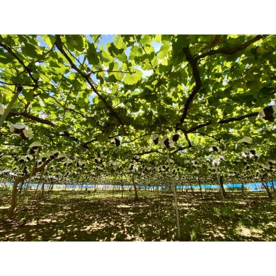 【先行予約2026年】甲州市産 種無し巨峰 2房入(約900g)