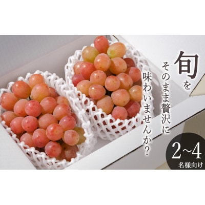 【先行予約2026年】甲州市産 サンシャインレッド 2房入(約1.1kg)