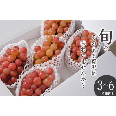 【先行予約2026年】甲州市産 サンシャインレッド 4～5房入(約2.2kg)