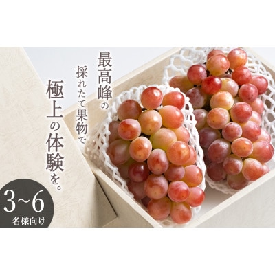 【先行予約2026年】甲州市産 大粒サンシャインレッド 2房入(約630g/房)