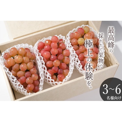 【先行予約2026年】甲州市産 大粒サンシャインレッド 3房入(約630g/房)