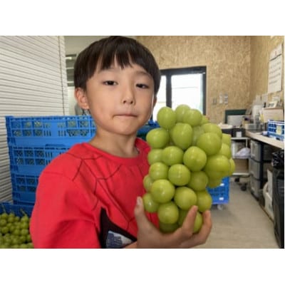 【2025年発送先行受付】【数量限定】シャインマスカット希少な3Lサイズ　1.6kg以上2房入