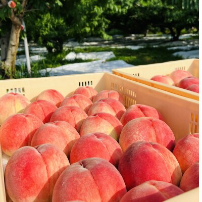 【たっぷり果汁溢れる日川白鳳】桃通が嗜む本場山梨桃の品種指定キャンペーン2kg　6月下旬より順次発送