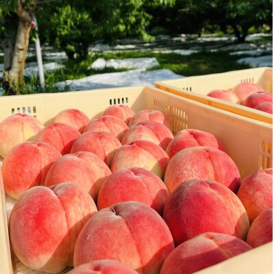 【市場になかなか出回らない超希少な一宮白桃】人気品種指定キャンペーン2kg2025年7月下旬～発送