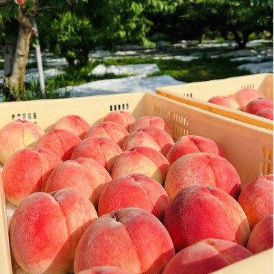 【なめらかな紅くにか】くちどけホロホロ触感の人気品種指定キャンペーン2kg　2025年8月上旬～発送