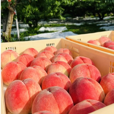【高糖度硬め川中島白桃】大玉の人気品種指定キャンペーン1kg　2025年8月上旬より順次発送