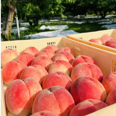 【濃厚緻密なつっこ】もっちり触感がクセになる人気品種指定キャンペーン2kg　2025年7月下旬～発送