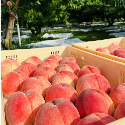 【食べ応え満点な幸茜】桃好きも満足な人気品種指定キャンペーン2kg　2025年8月中旬～発送