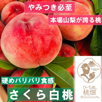 【パリパリさくら白桃】桃を心行くまで堪能する人気品種指定キャンペーン2kg　2025年9月上旬～発送