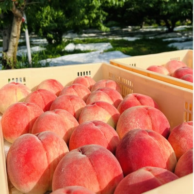 【パリパリさくら白桃】桃を心行くまで堪能する人気品種指定キャンペーン2kg　2025年9月上旬～発送