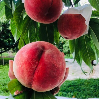 【白桃累計20,000件突破】本場山梨でしか味わえない熟桃『豊熟桃』約1kg