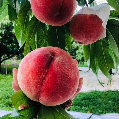 【リピーター続出】本場山梨が誇るセレブ白桃まさに別格な贅の極み完熟ブランド桃約2kg