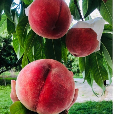 白桃熟桃☆桃の激戦区山梨が誇る超希少な幻の爛熟ブランド桃約1.5kg