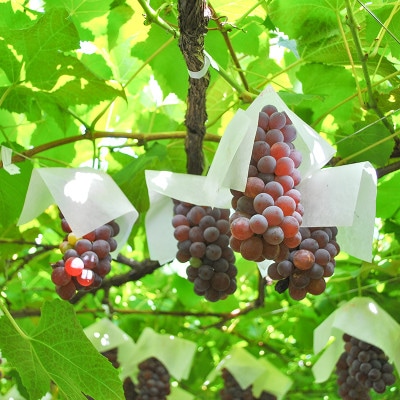 山梨県産デラウェア 種無しぶどう　11～13房(約2kg)