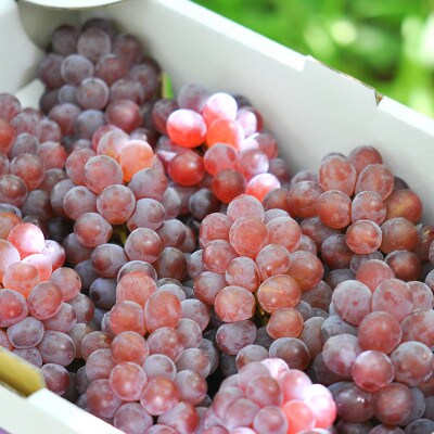 山梨県産デラウェア 種無しぶどう　11～13房(約2kg)