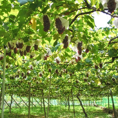 山梨県産デラウェア 種無しぶどう　11～13房(約2kg)