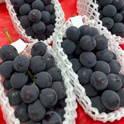 山梨県産黒系ぶどう2房(合計1kg程度)