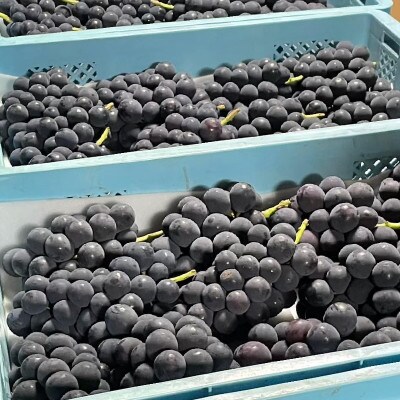 山梨県産黒系ぶどう2房(合計1kg程度)