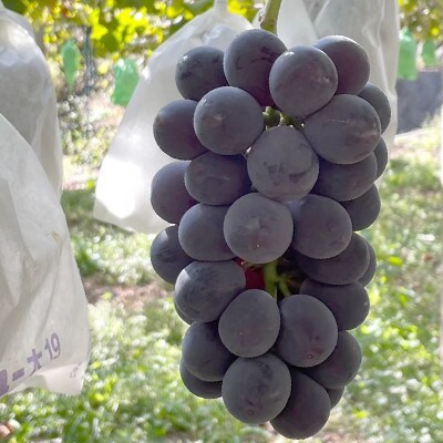 山梨県産黒系ぶどう2房(合計1kg程度)