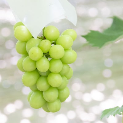 極上!　山梨県産シャインマスカット2房(合計1.2kg程度)