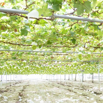 極上!　山梨県産シャインマスカット2房(合計1.2kg程度)