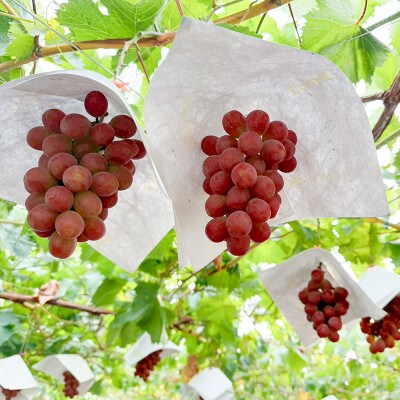 山梨県産サンシャインレッド2房(合計1kg程度)