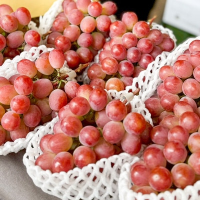 山梨県産サンシャインレッド2房(合計1kg程度)