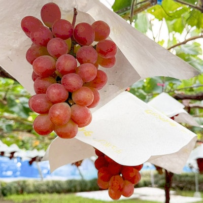 山梨県産サンシャインレッド2房(合計1kg程度)