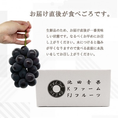 【2025年発送】厳選 ピオーネ 2房(計1.0kg以上)(IS)B-478