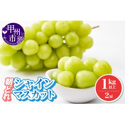 【2025年発送】朝どれ シャインマスカット 2房(計1.0kg以上) 農家直送(IS)B-476