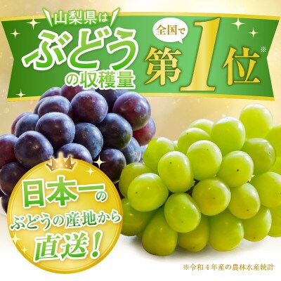 【2025年発送】朝どれ シャインマスカット 2房(計1.0kg以上) 農家直送(IS)B-476