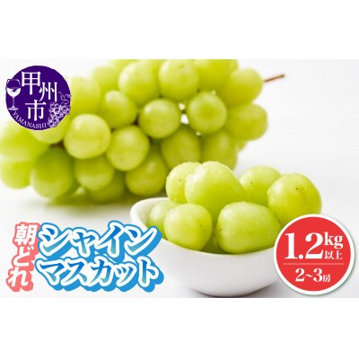 【2025年発送】池田青果 厳選 シャインマスカット 2房～3房 (計1.2kg以上)